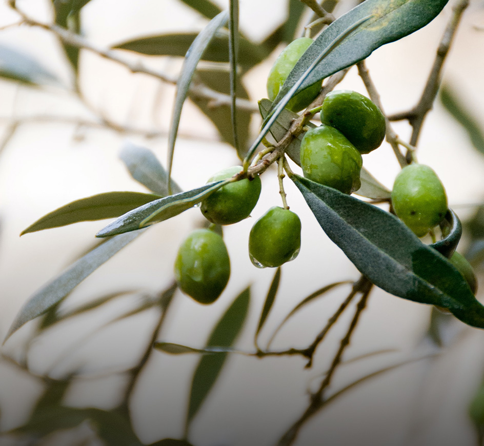 Extra vierge olijfolie Bio