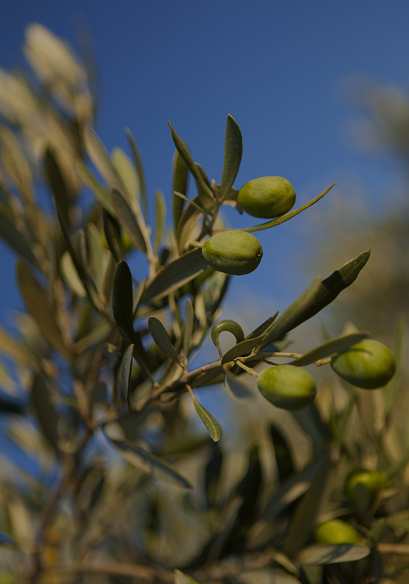 Toscano