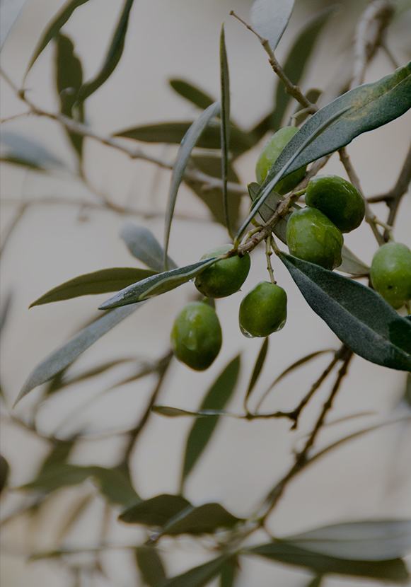 Extra vierge olijfolie Bio